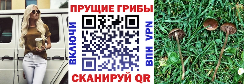 Галлюциногенные грибы Psilocybe  Ялуторовск 
