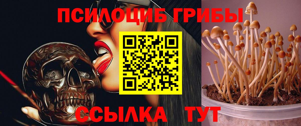 Псилоцибиновые грибы Cubensis Ялуторовск